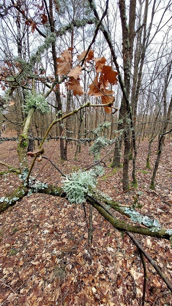 Bilck in einen Wald aus jungen Bäumen, die recht dicht stehen. Im Vordergrund ein mit Flechten bewachsener Zweig.