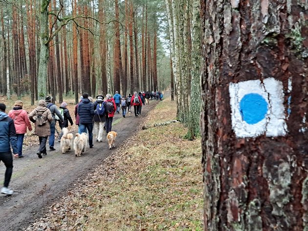 Ein Waldweg mit einer Gruppe Wanderer:innen. Am rechten Bildrand ein Stamm mit aufgemalter Markierung eines Wanderweges.
